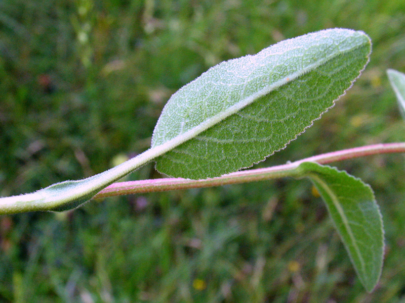 Campanula glomerata L.